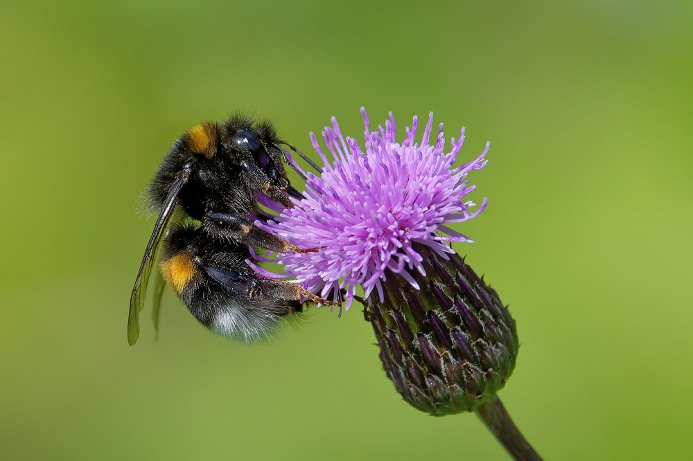 Шмель садовый, Bombus hortorum