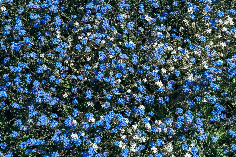 Forget-me-nots