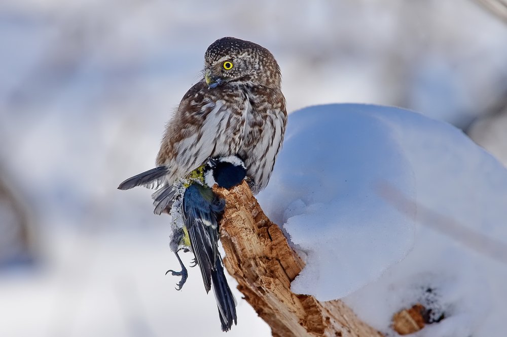 Воробьиный сыч с добычей