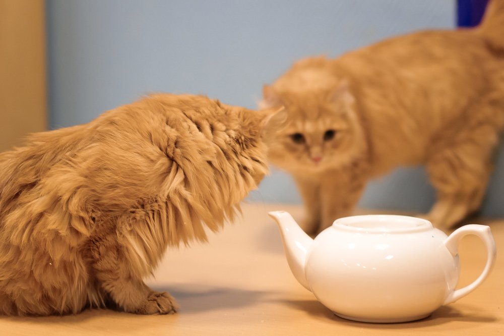 Чай с сушками 2