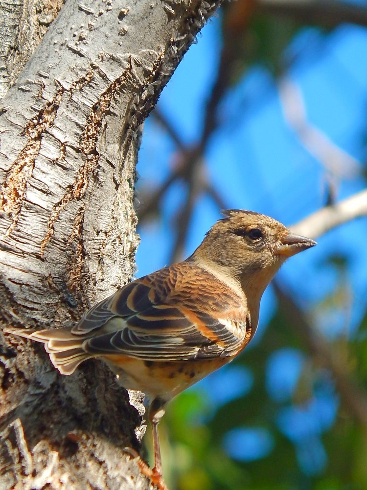 на фоне голубого неба