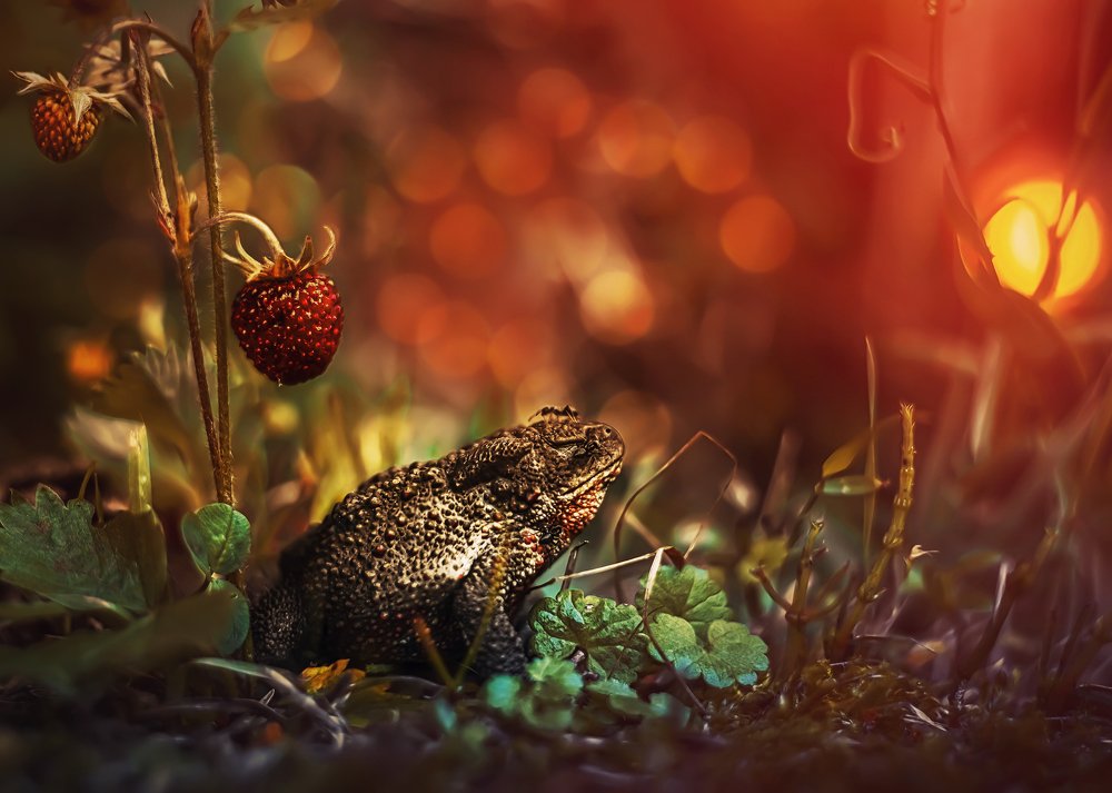 Созерцательница