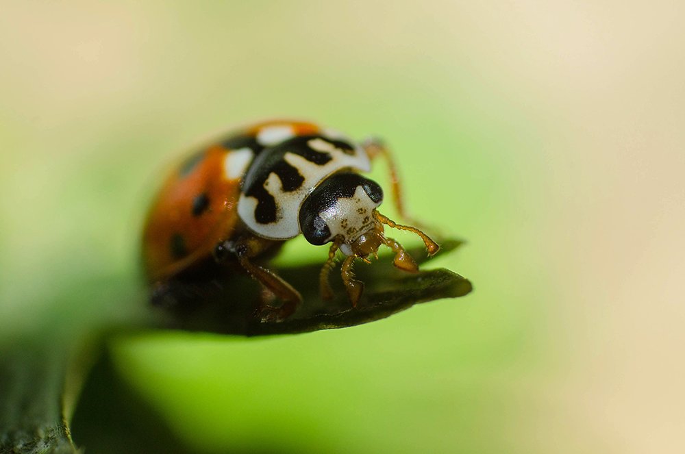 Ladybird