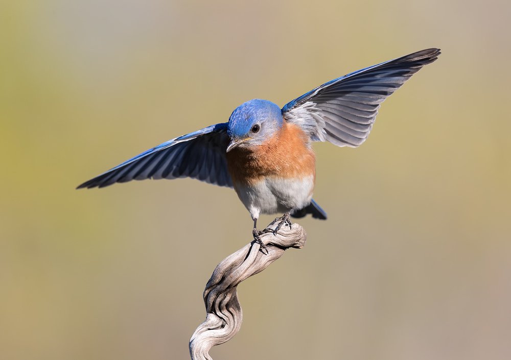 Восточная сиалия cамец - Eastern Bluebird male