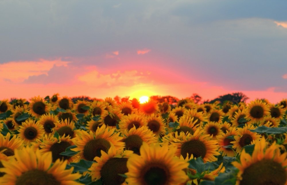 Закат солнца в поле подсолнухов