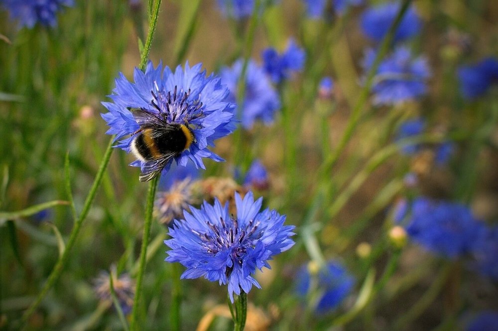 Васильковое лето