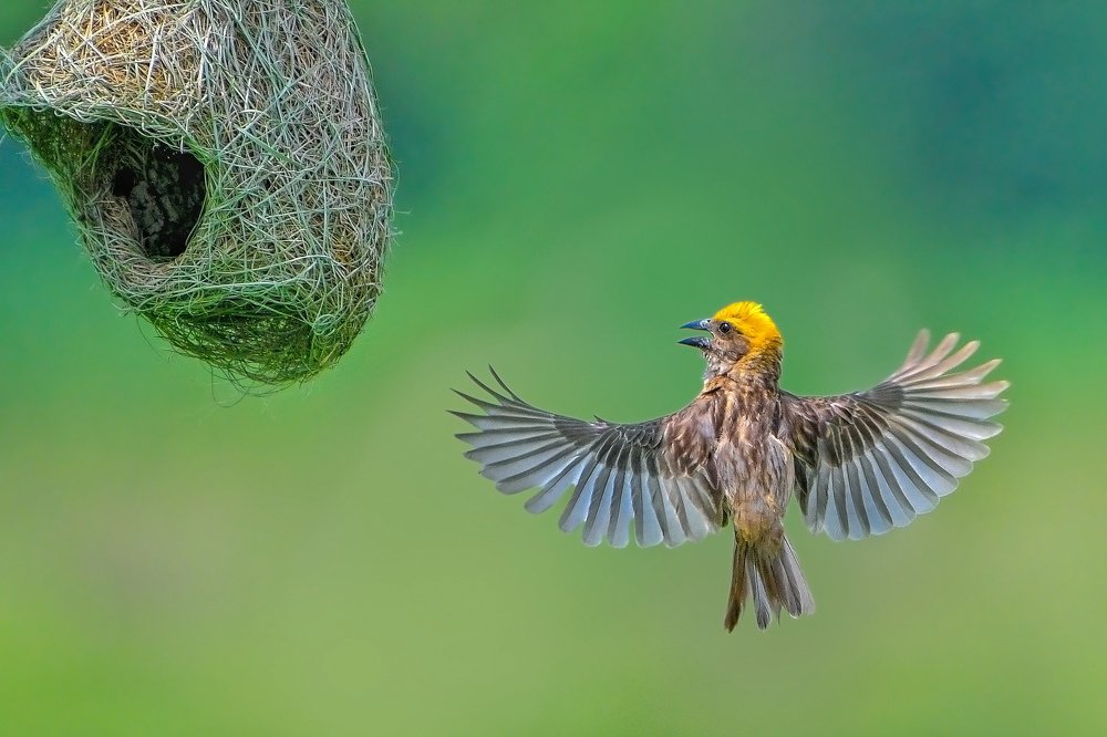 Baya weaver