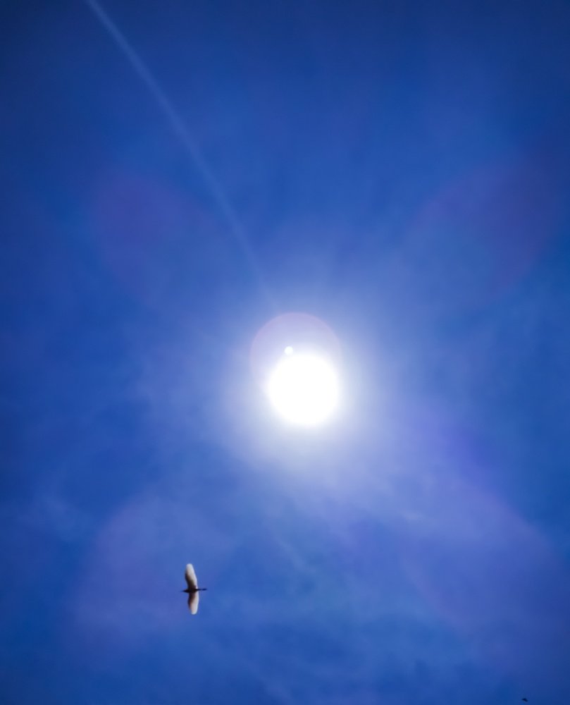 I was taking photo of sun and suddenly a bird came