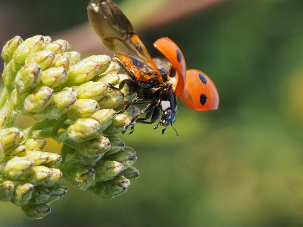 Божья коровка