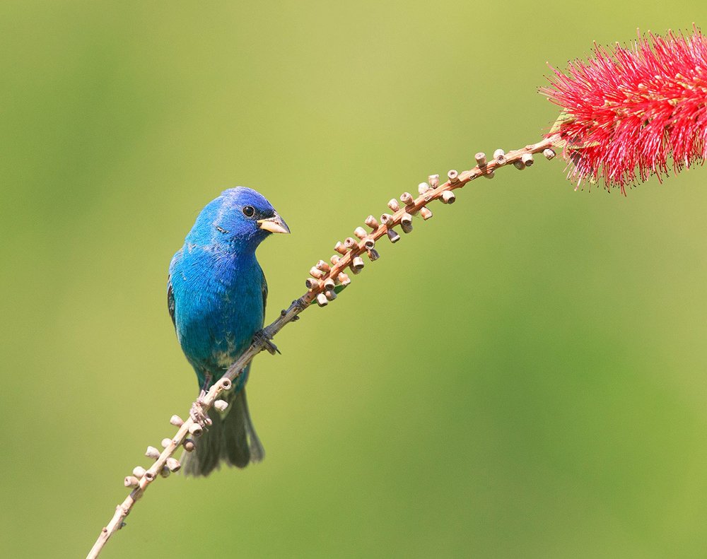 Индиговый овсянковый кардинал - Indigo Bunting