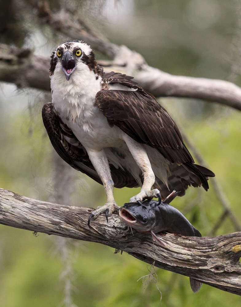 Cкопа с добычей - Osprey with catfish