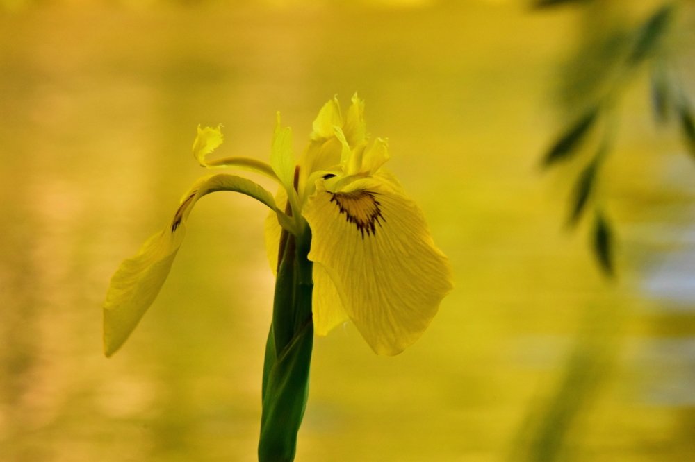 Жёлтый ирис