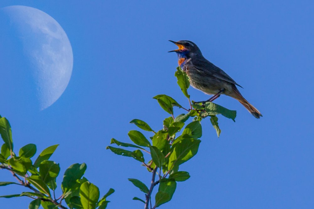 Песнь на закате