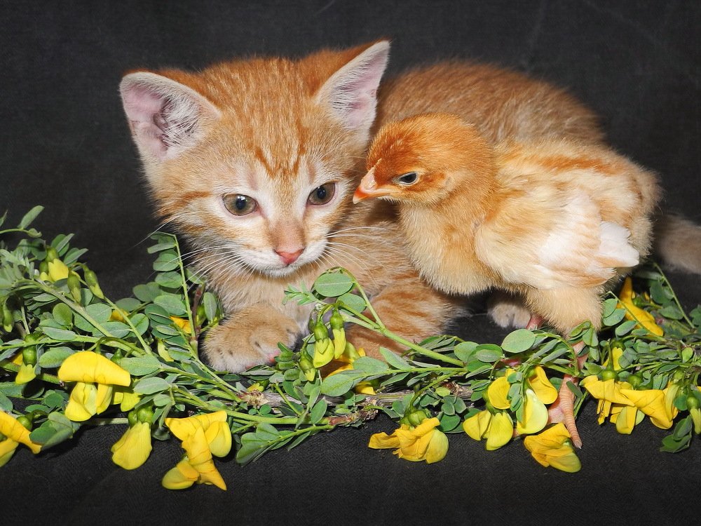 Ты кто? А ты кто?