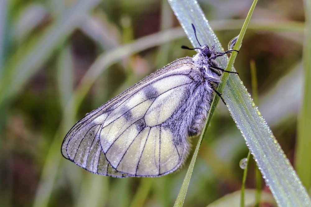 На травинке с каплей..