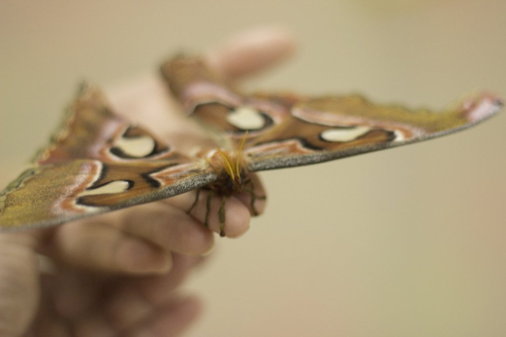 Тропическая бабочка