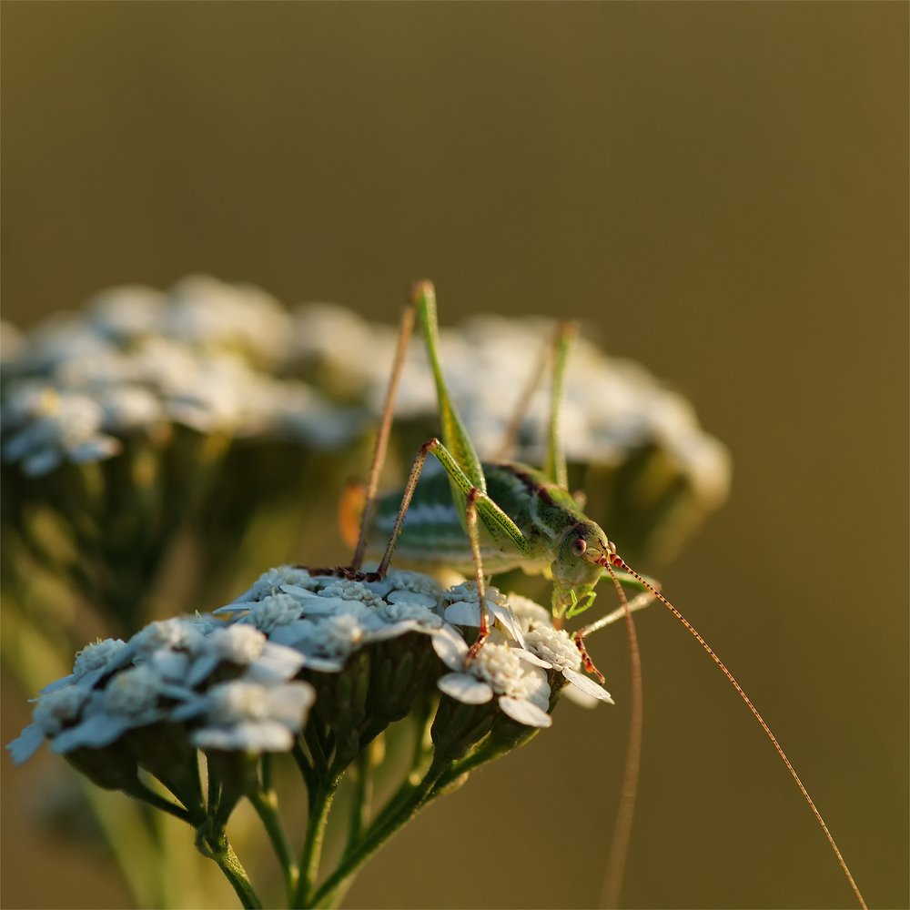 Photograph by Михаил Кудрявцев