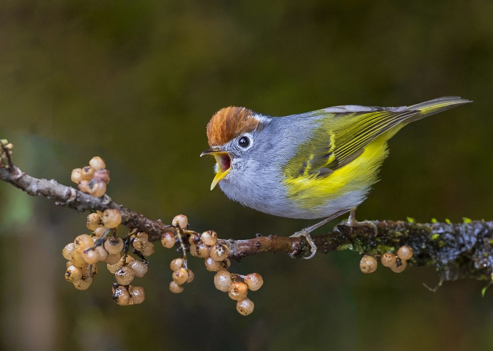 Chestnut-crowned Warbler