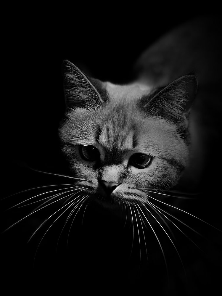 Photograph by Анжелика Гулина