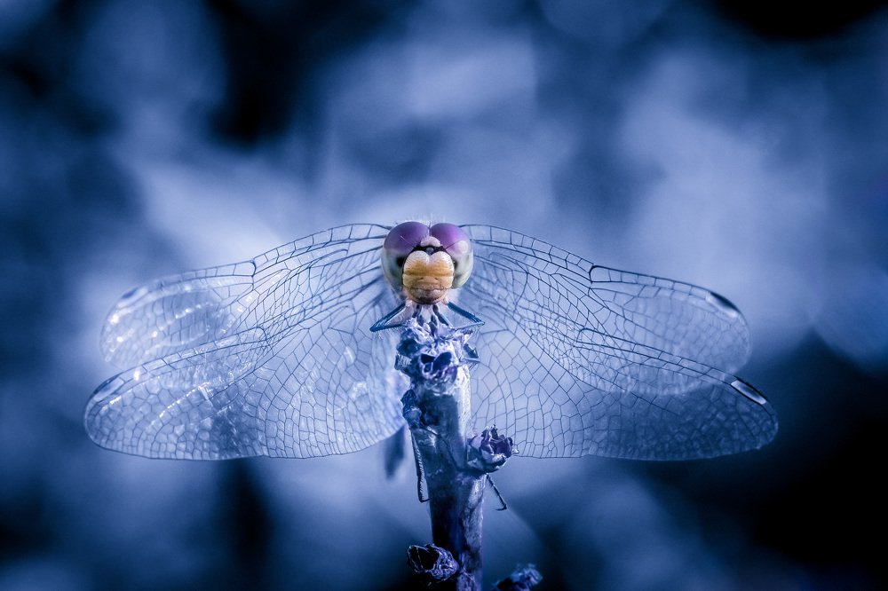 Dragonfly