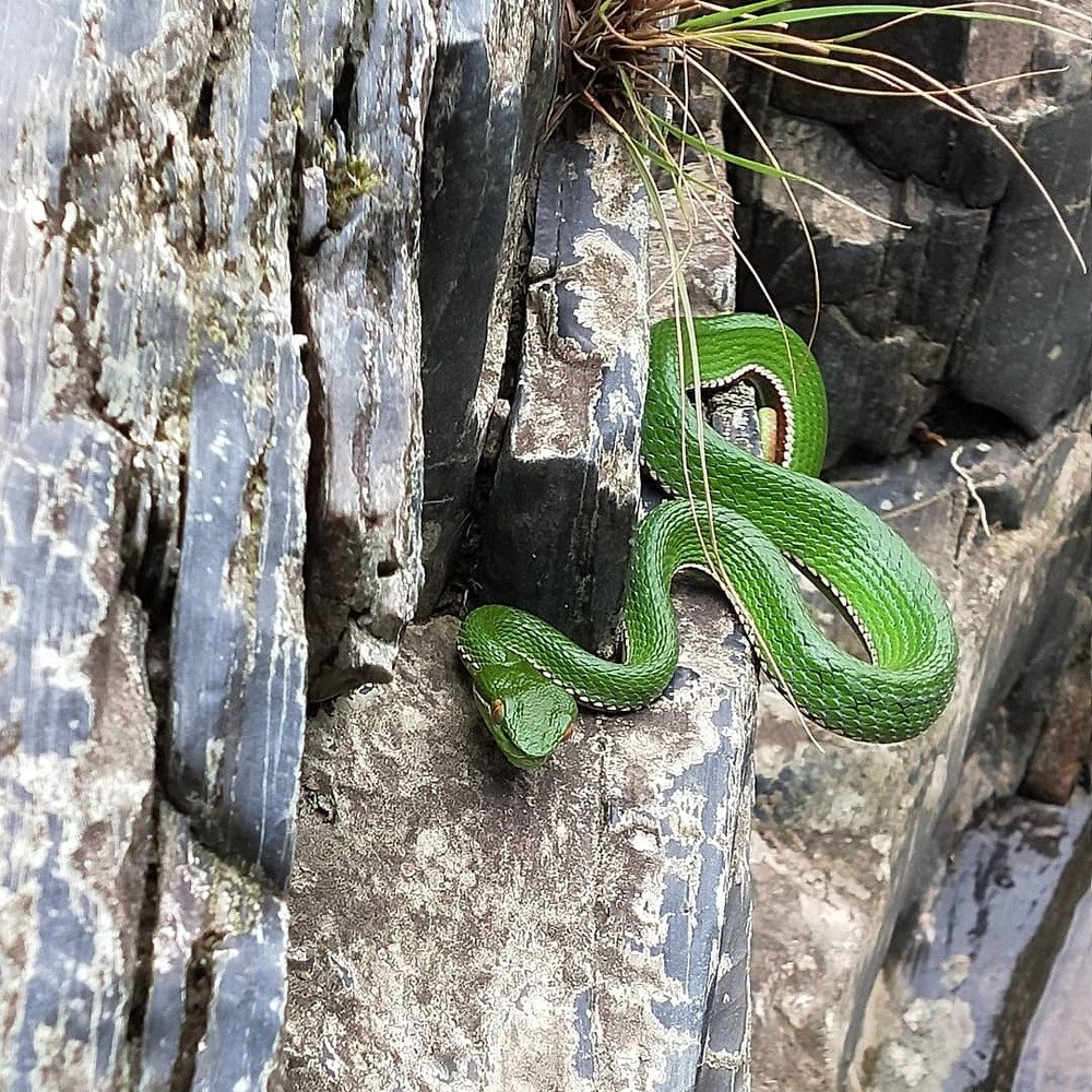 Bamboo pit Viper  or Trimeresurus gramineus