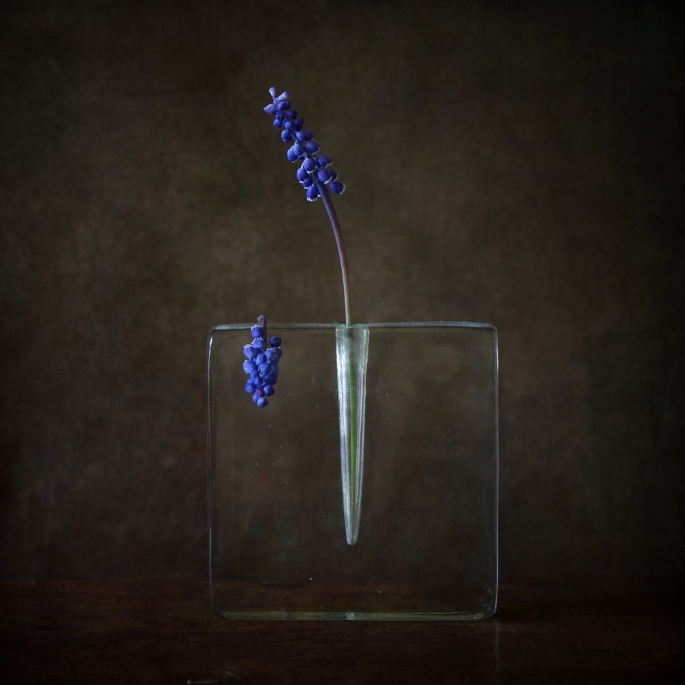 still life with  blue flowers