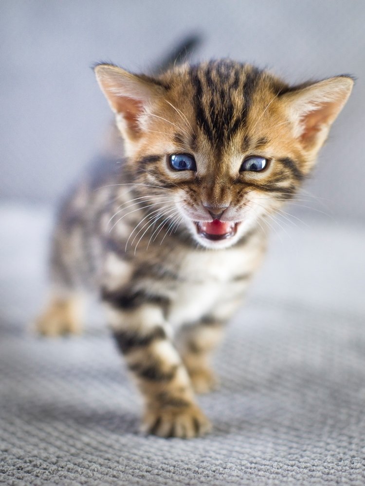 half a kilogram of tiger