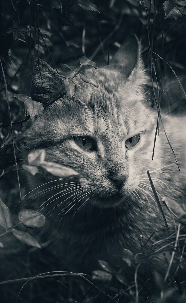 Cat b&w