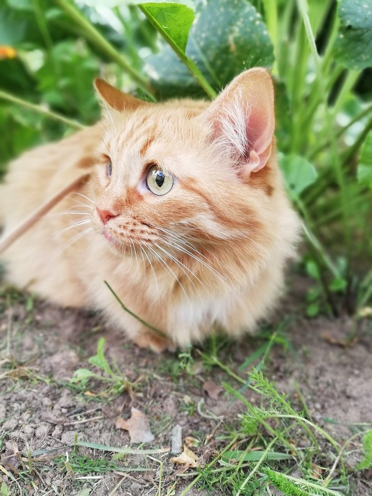 Чучундра на прогулке