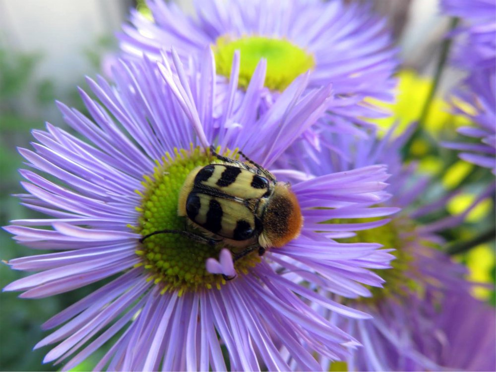 The Blue flower and the fluffy beetle