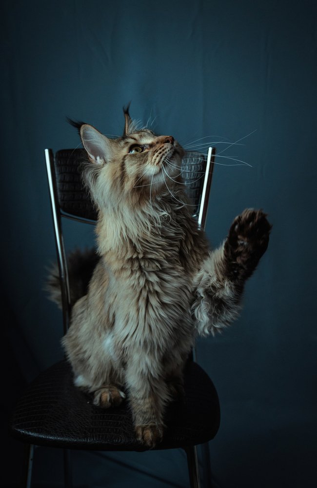 Знакомьтесь, Ахмат Николас Базилевс.