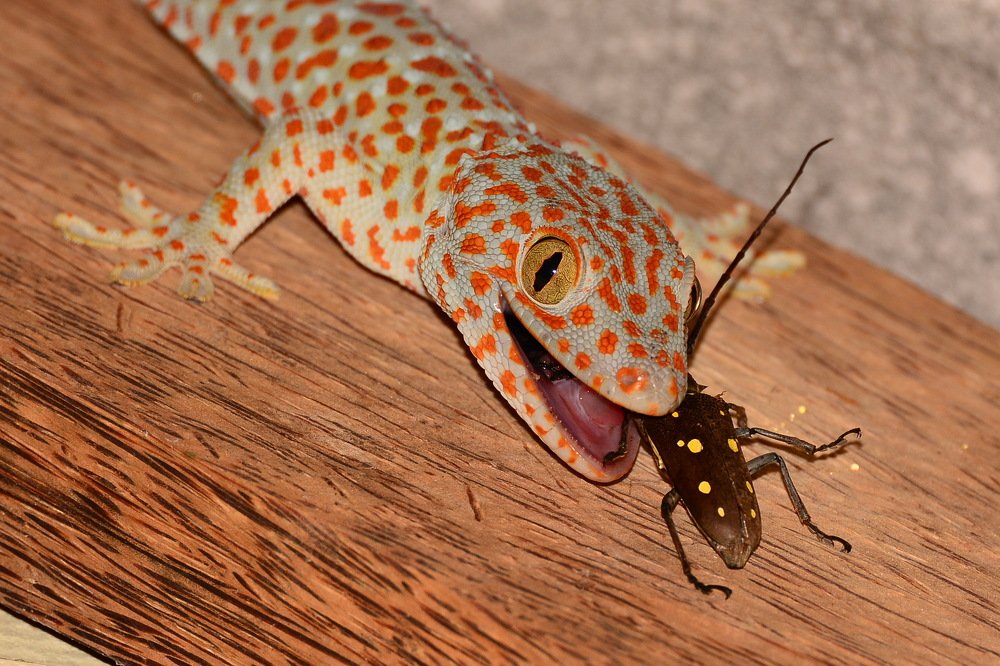 Геккон Токи