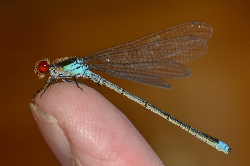 Красноглазка-наяда