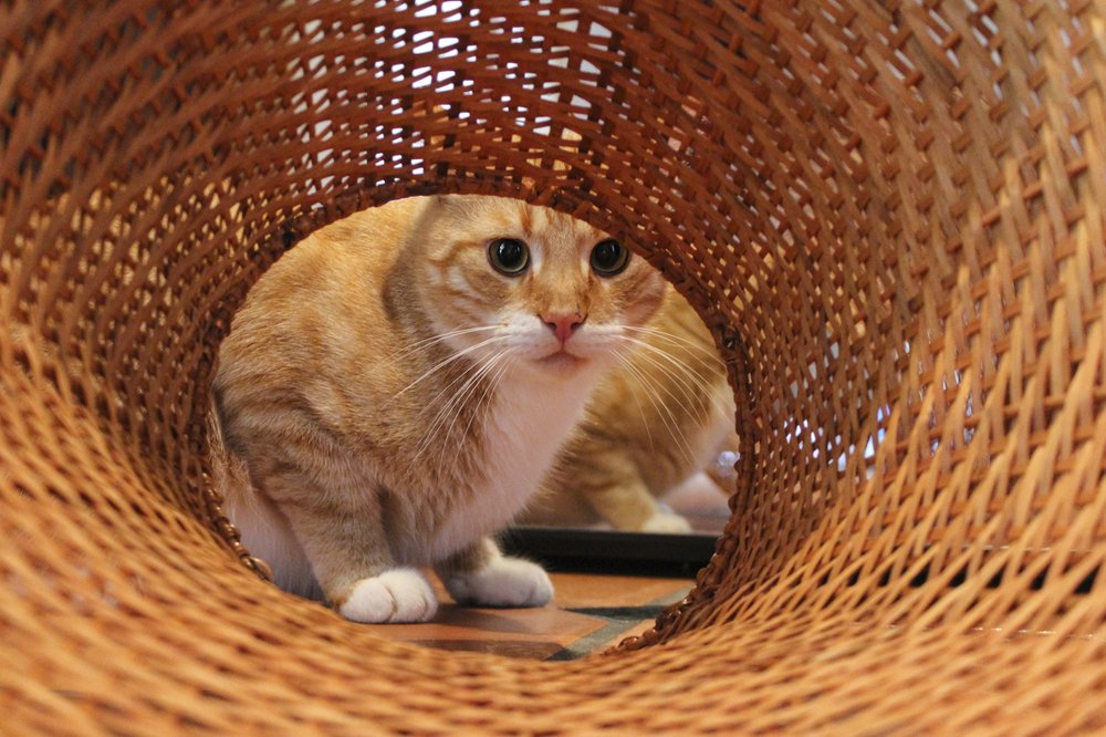 Мой друг Йошка.