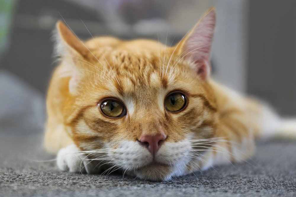 Мой друг Йошка.