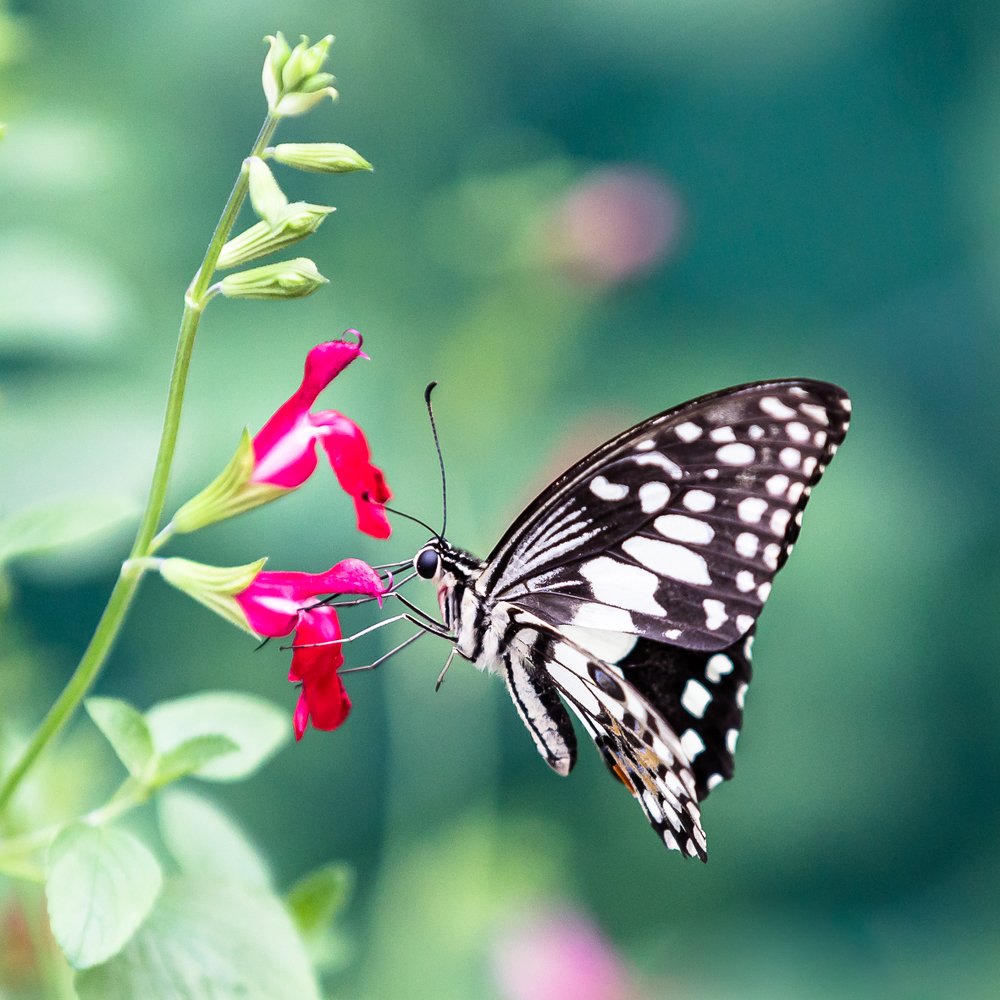 Photograph by Anatoly Chomko