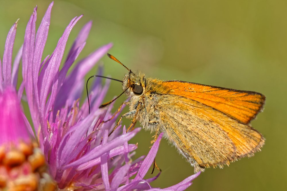 Photograph by Анатолий Калмыков