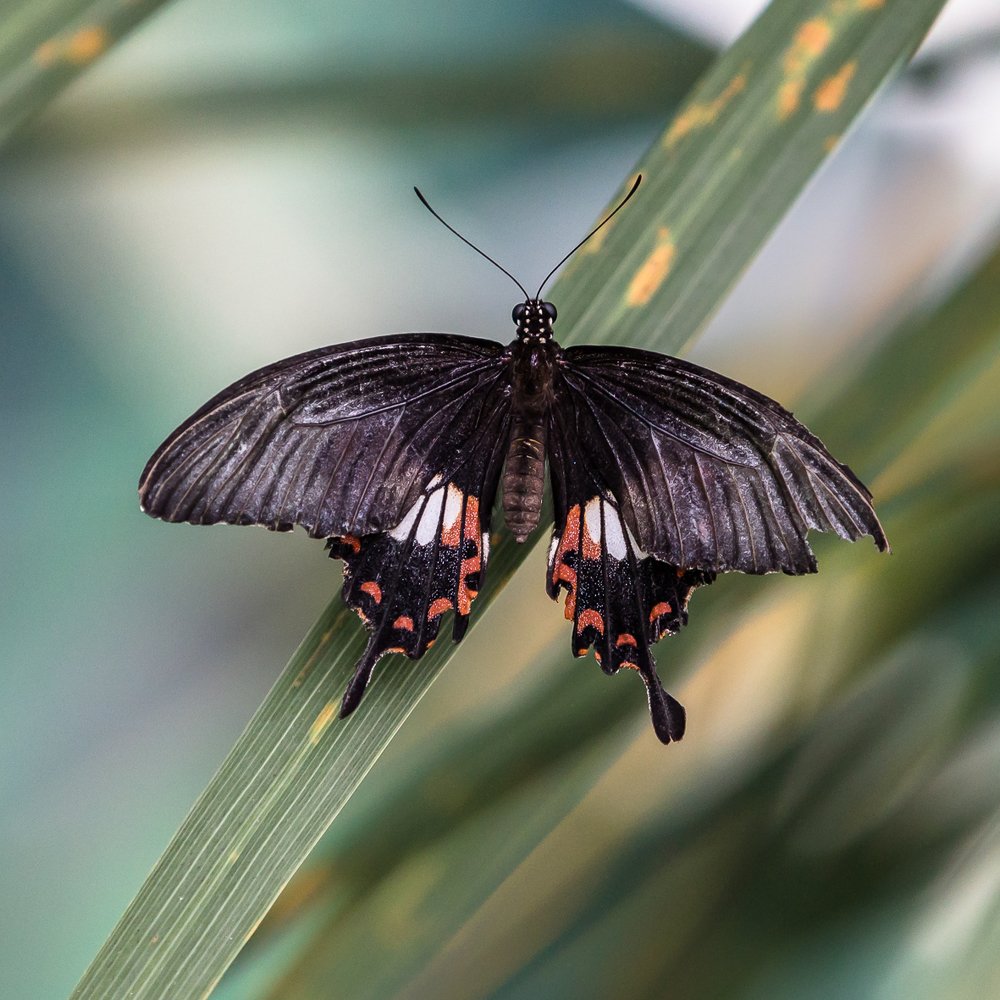 Photograph by Anatoly Chomko