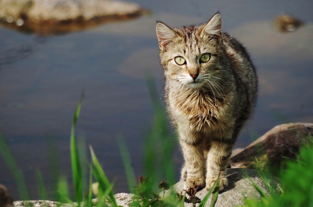 Кот у воды