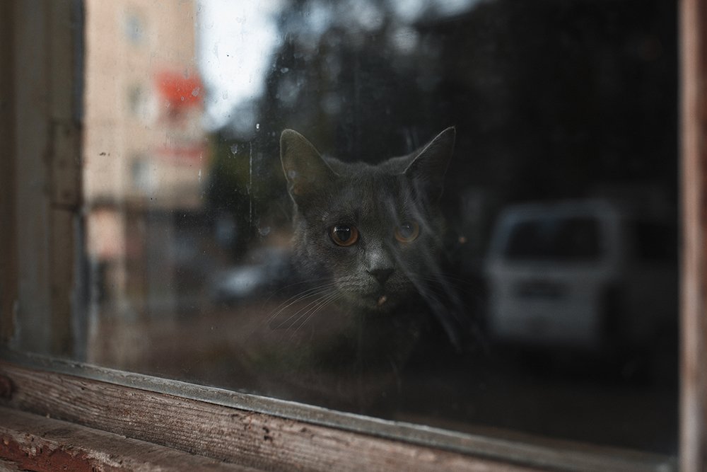 Кот в окне