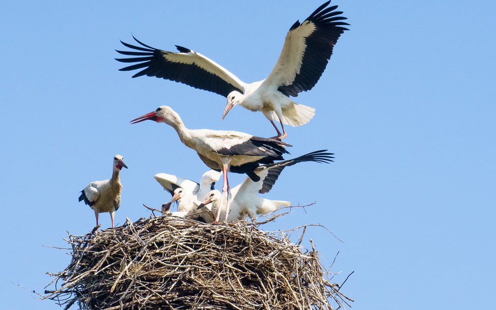 Из жизни аистов.
