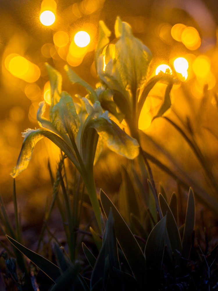 Photograph by Юлия Шумляева