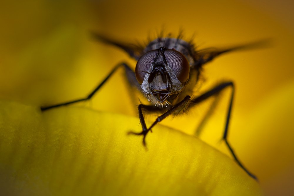 Siting on the flower