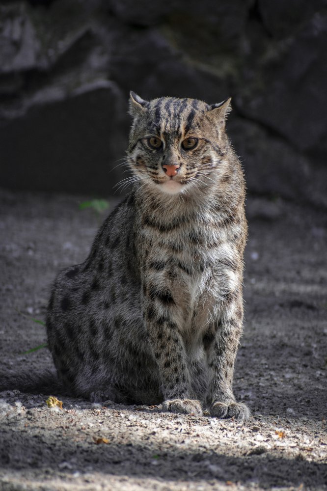 Кот, что всегда недоволен