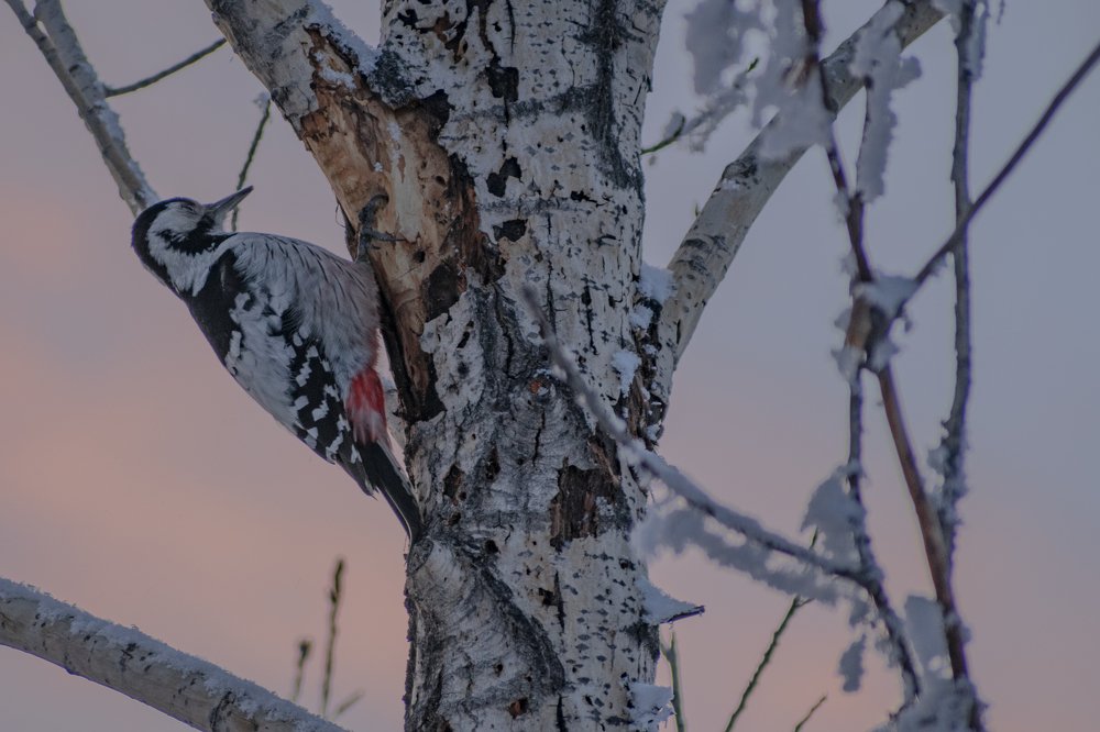 Трудится, не жалея клюва