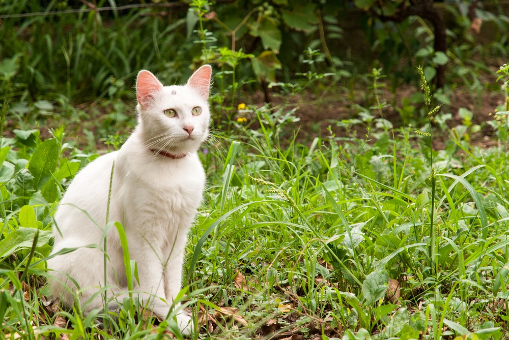 curious cat in the grass