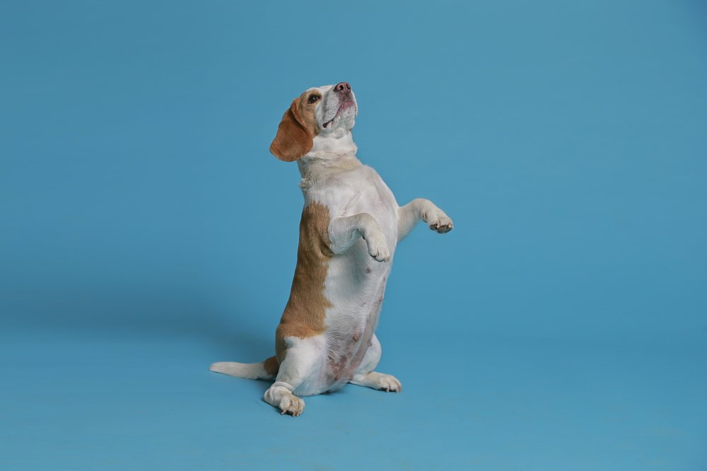 Голубая собака