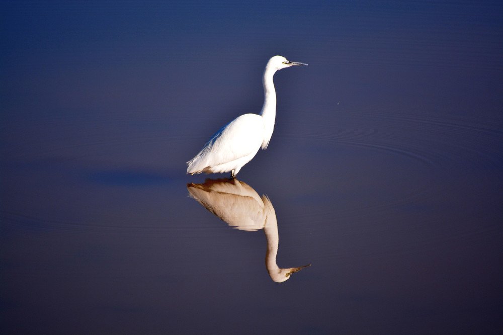 Garça-branca-pequena (Egretta garzetta)