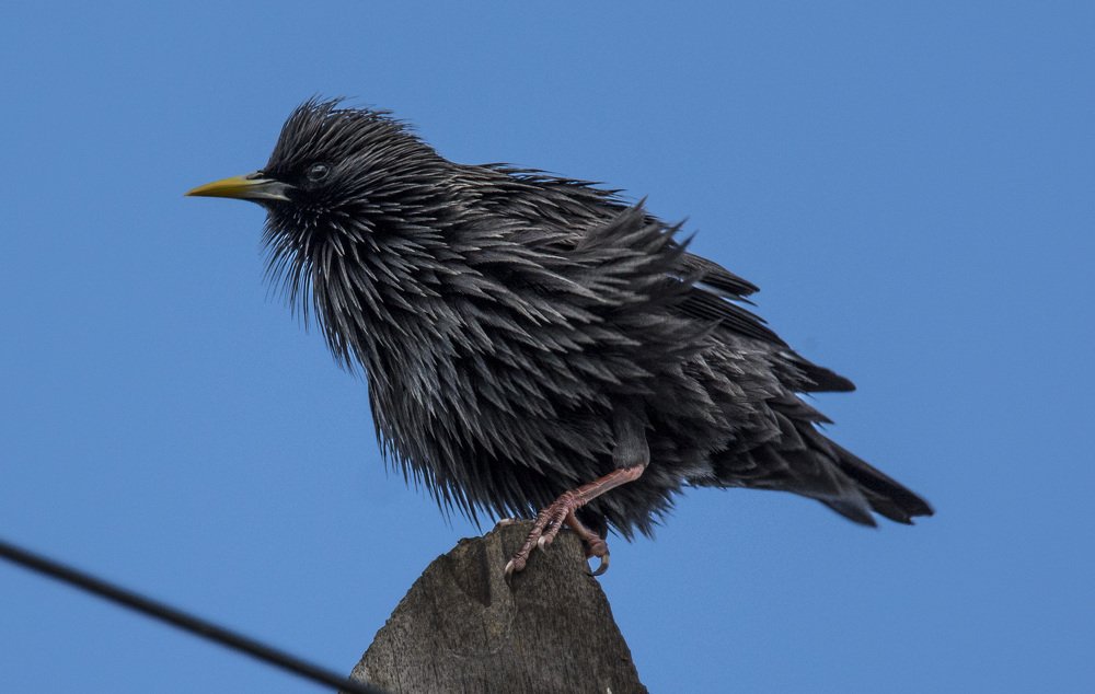 Estorninho-preto (Sturnus unicolor)