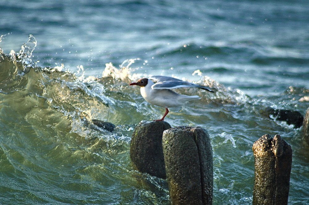 Seabird in trouble